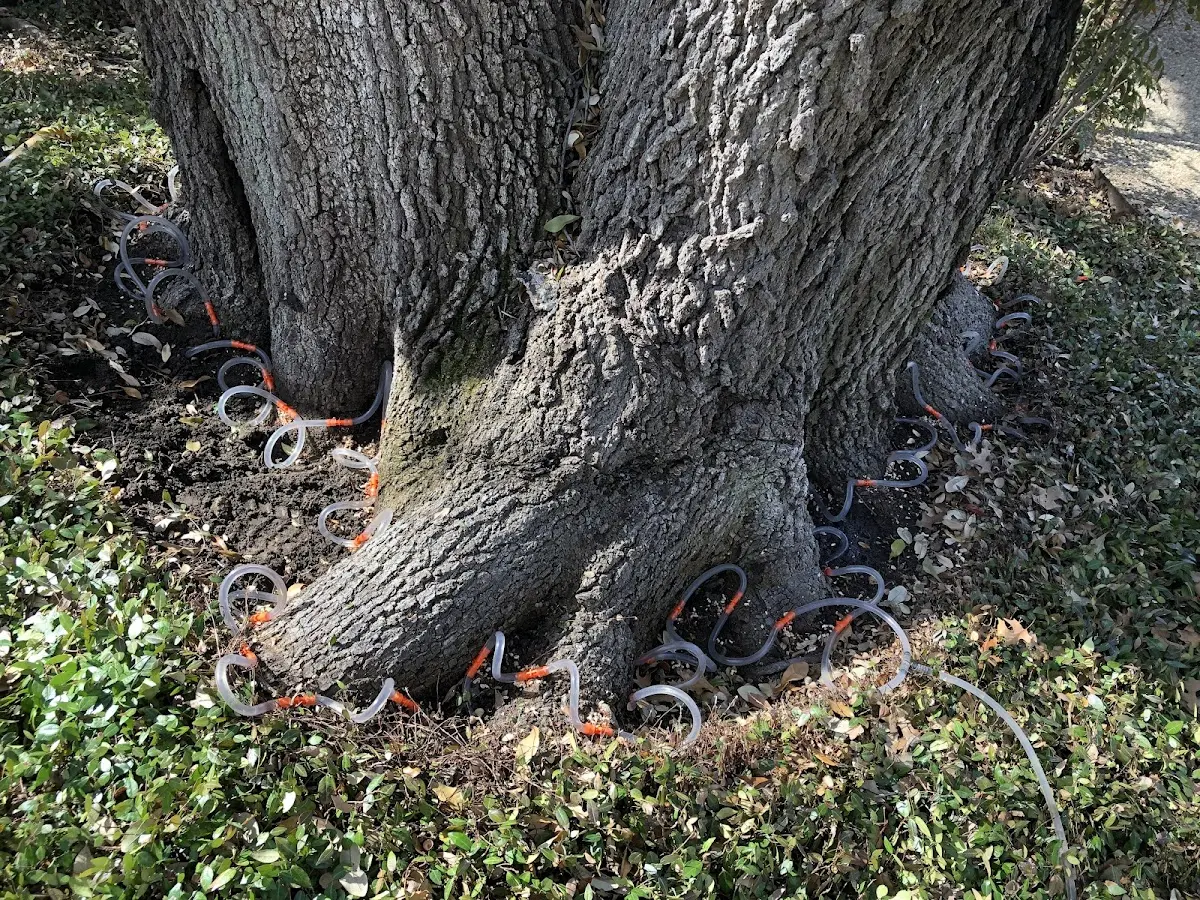 Detailed Tree Cabling and Bracing job site in Garland City