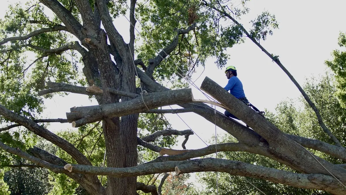 Professional Crown Thinning performed by certified arborists in Garland City