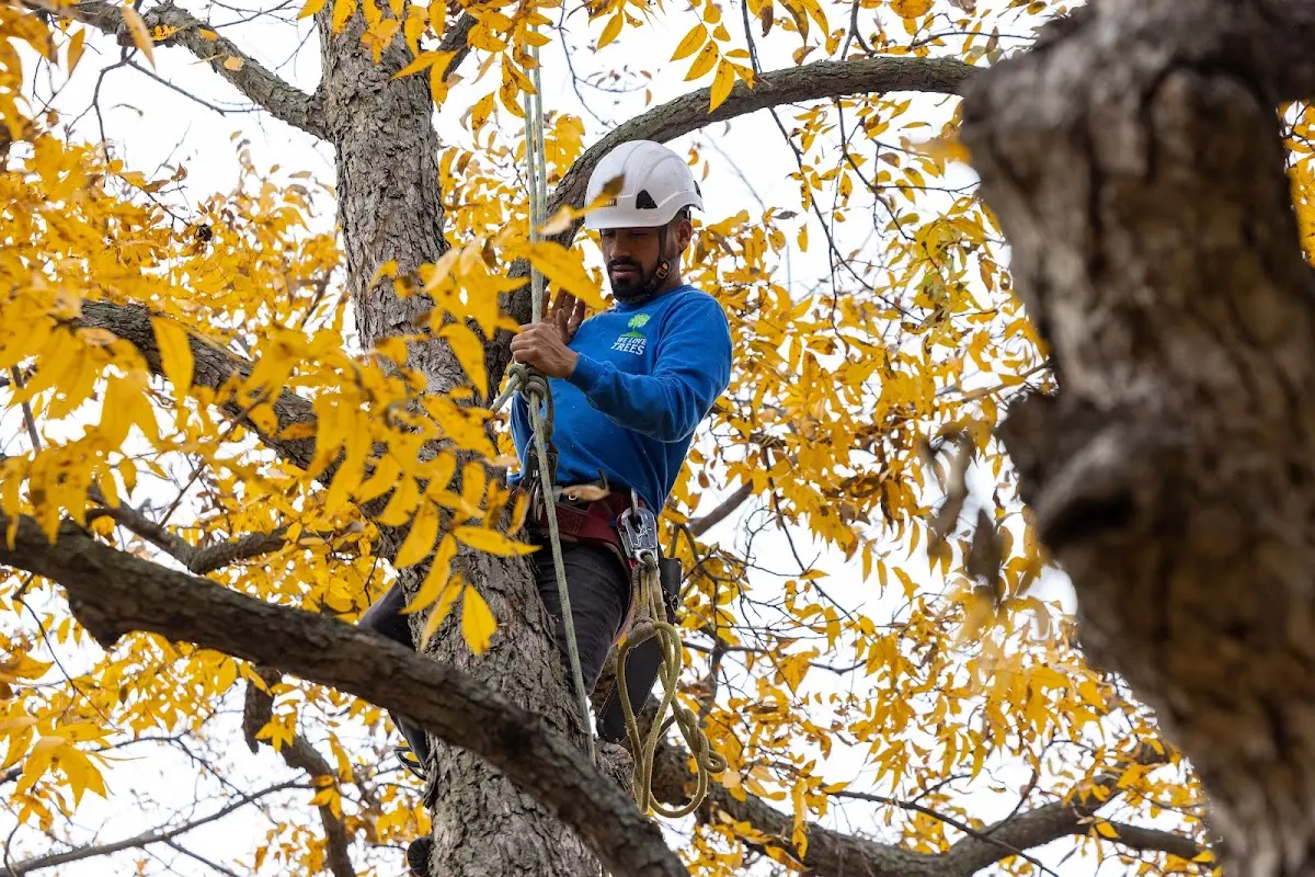 Skilled Tree Pruning crew working in Garland City