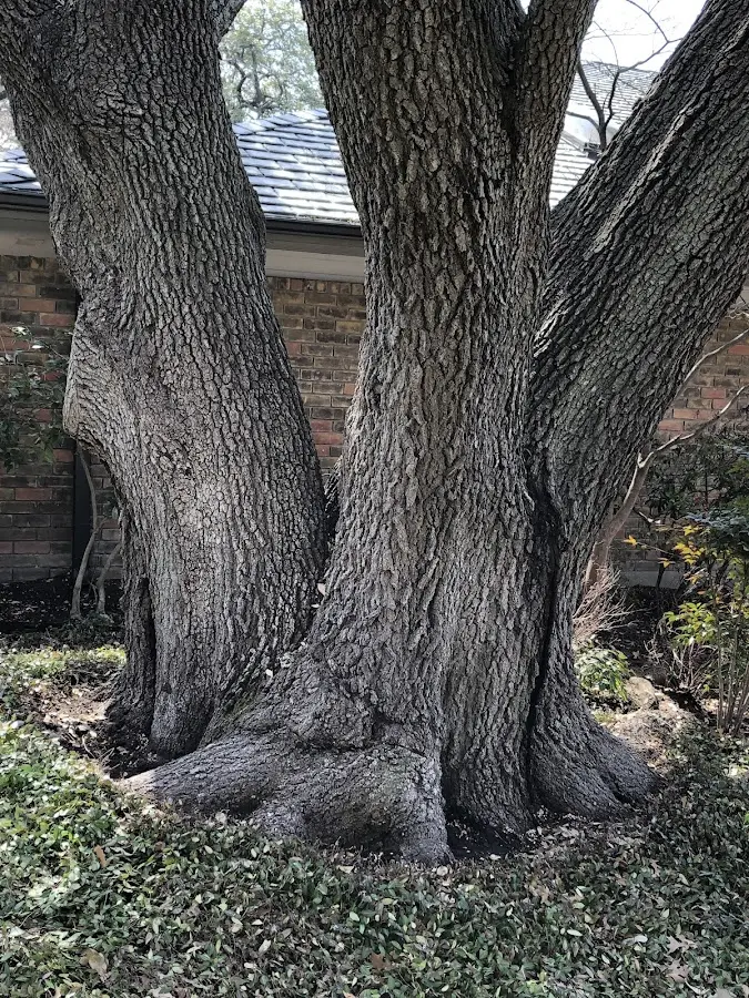 Mature heritage tree close to a Garland City property cared for by certified arborists