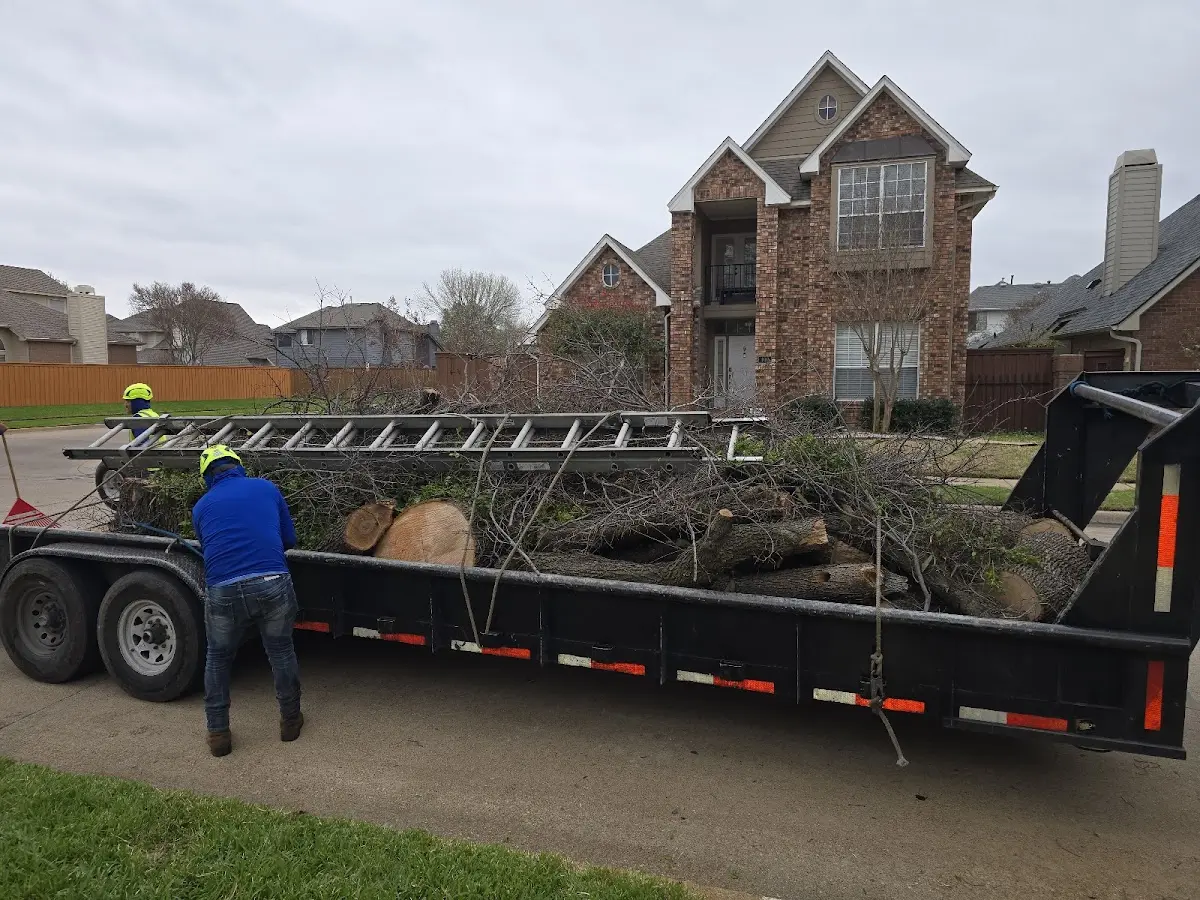 Expert Deadwooding with proper safety equipment in Garland City
